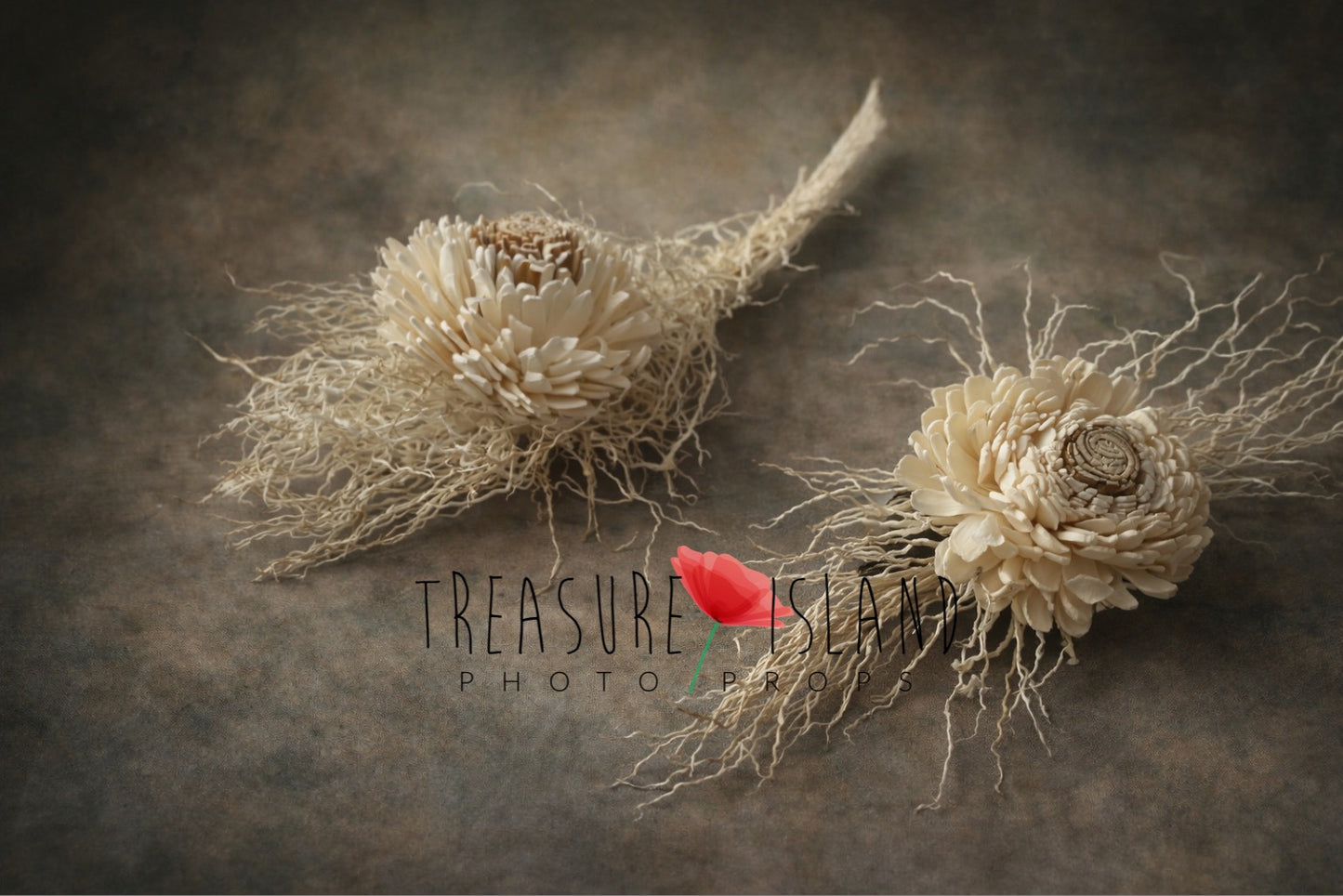 Dried sola wood flowers newborn photography props on fine art background, neutral beige tones, organic botanical styling