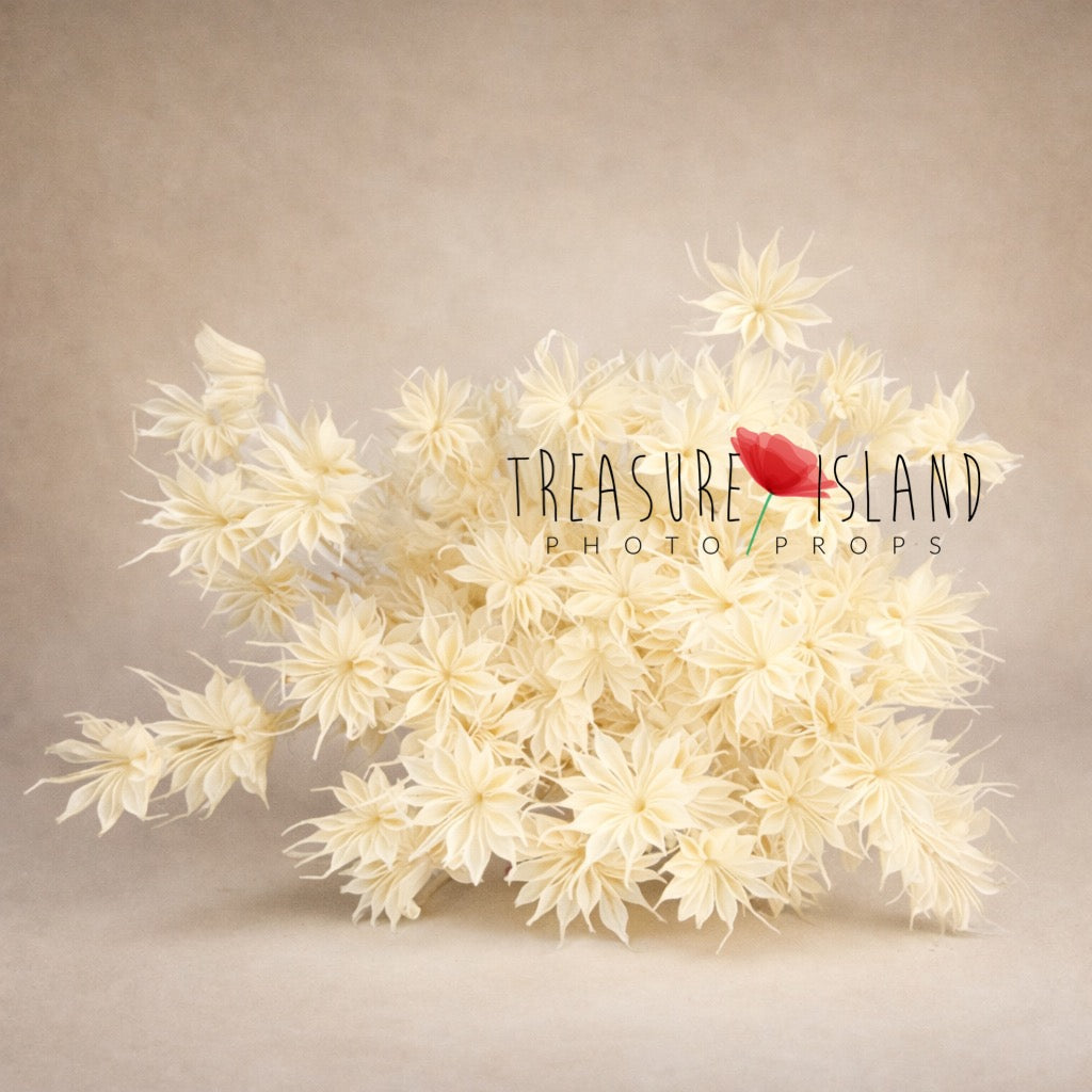 close up ivory dried flowers star shaped botanical texture fine art photography prop soft neutral styling
