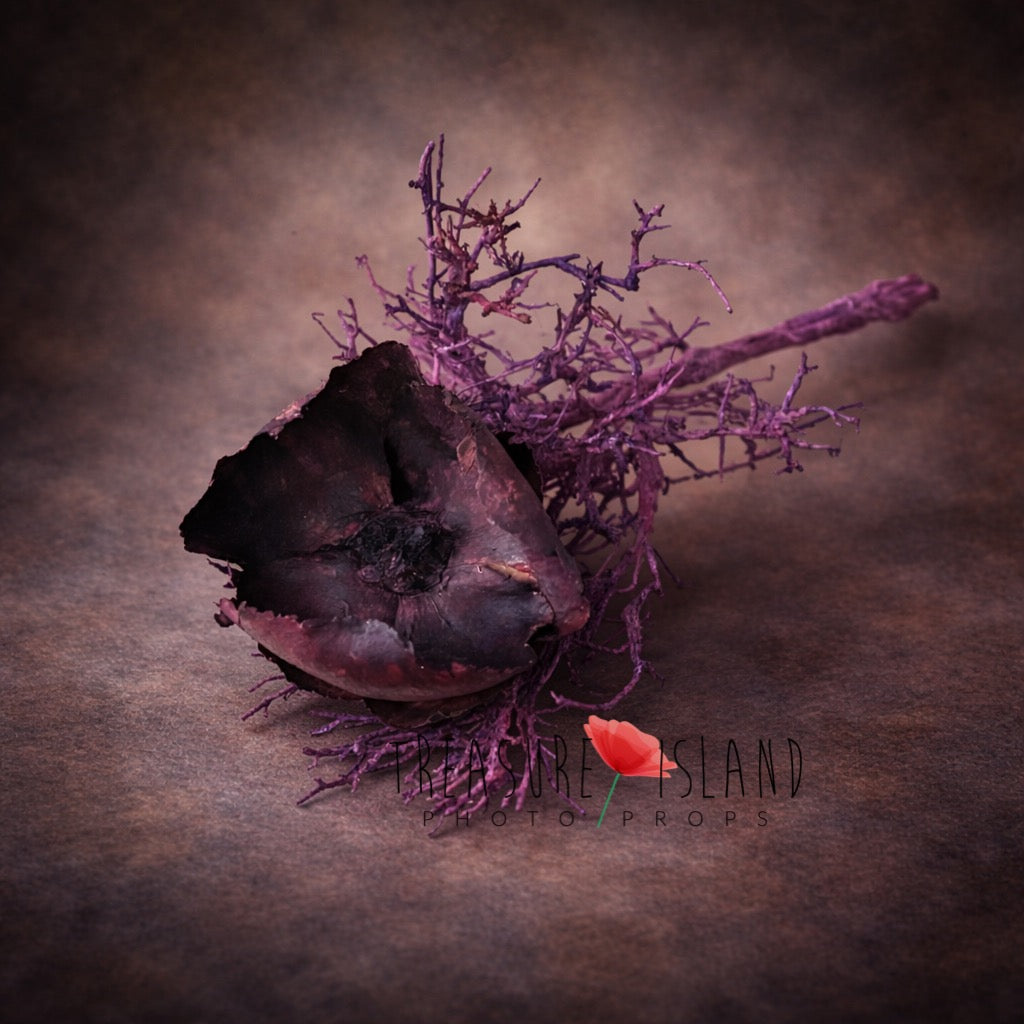 Dried poppy pod newborn photography prop on dark fine art background, deep burgundy tones, organic botanical styling