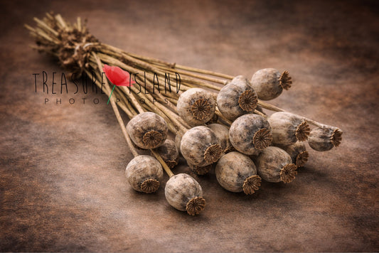 Dried Poppy Pods Bouquet – Fine Art Photography Prop