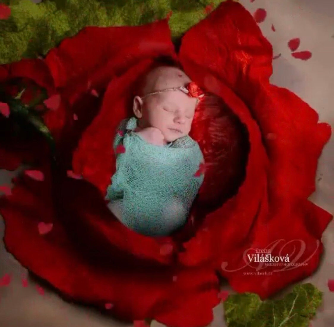 Felted poppy flower with botanical leaf styled for newborn photography