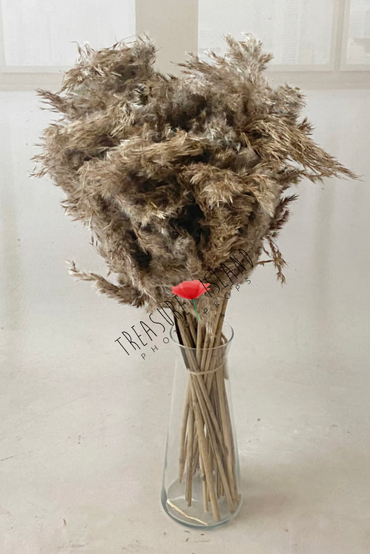 ✨NATURAL PAMPAS GRASS 60 cm✨BOHO design ✨10 pieces in SET